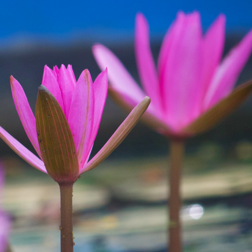 Illustration Pflanzenblüten für Meditation und Yoga 